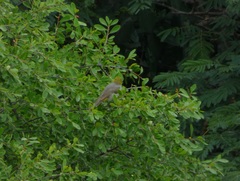 Pycnonotus xantholaemus