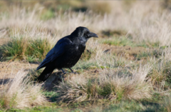 Corvus corone