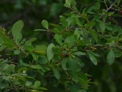 Erythroxylum monogynum