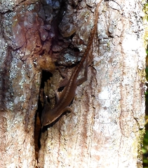 Anolis carolinensis