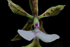Epidendrum stamfordianum