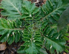 Cynara algarbiensis