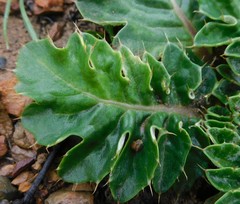 Cynara algarbiensis