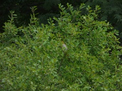 Pycnonotus xantholaemus