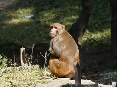 Macaca mulatta