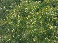 Dalbergia lanceolaria