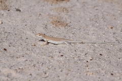 Acanthodactylus aureus