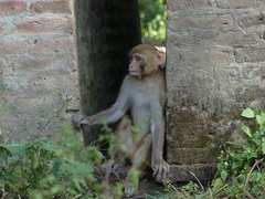 Macaca mulatta
