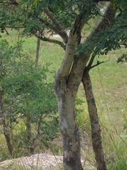 Dalbergia lanceolaria