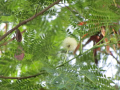 Leucaena pulverulenta