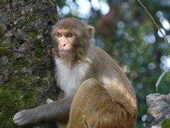 Macaca mulatta