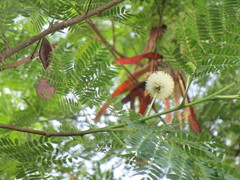 Leucaena pulverulenta
