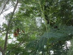 Leucaena pulverulenta