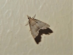 Diplopseustis perieresalis
