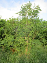 Leucaena pulverulenta