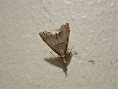 Diplopseustis perieresalis
