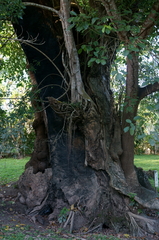 Enterolobium