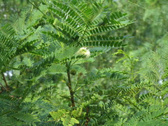 Leucaena pulverulenta