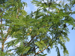 Leucaena pulverulenta