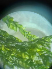 Rhynchostegium aquaticum