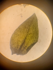 Rhynchostegium aquaticum