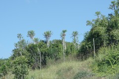 Euphorbia grandidens