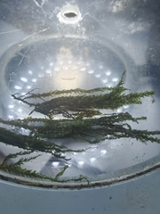 Rhynchostegium aquaticum