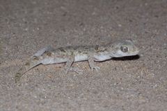Stenodactylus mauritanicus