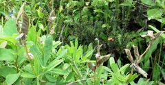 Lupinus arcticus