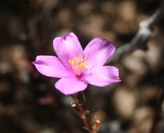 Anacampseros telephiastrum