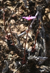 Anacampseros telephiastrum