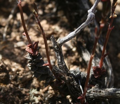 Anacampseros telephiastrum