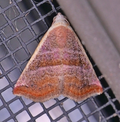 Eublemma cinnamomea
