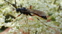 Ctenichneumon panzeri