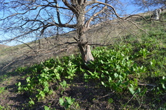 Arum korolkowii