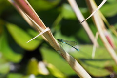 Coenagrion terue