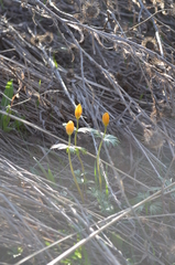 Eranthis longistipitata