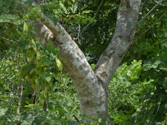 Dalbergia lanceolaria