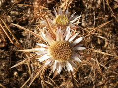 Carlina lanata