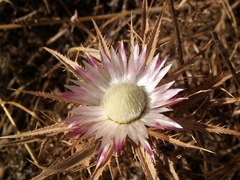 Carlina lanata