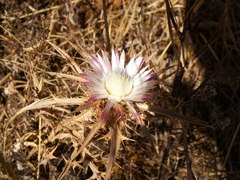 Carlina lanata