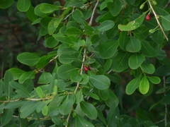 Erythroxylum monogynum