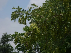 Dalbergia lanceolaria