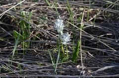 Fessia puschkinioides