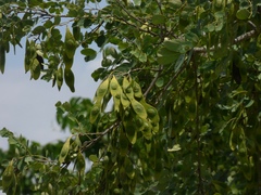 Dalbergia lanceolaria