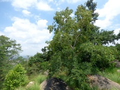 Dalbergia lanceolaria