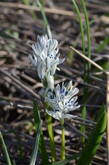 Fessia puschkinioides