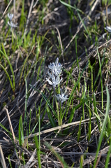 Fessia puschkinioides