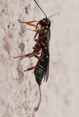 Xorides praecatorius