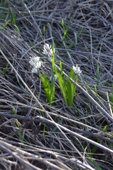 Fessia puschkinioides